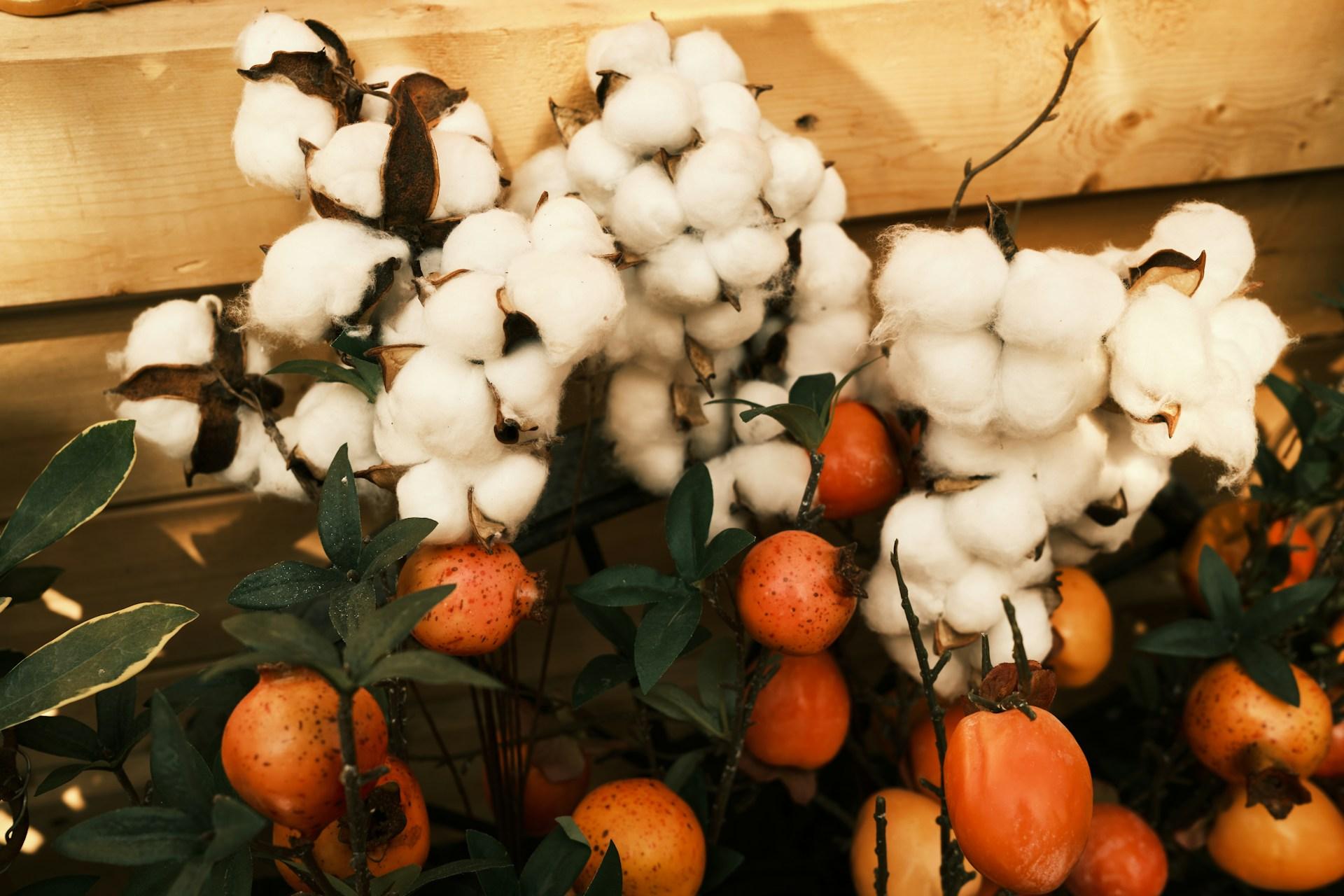 BCI Cotton