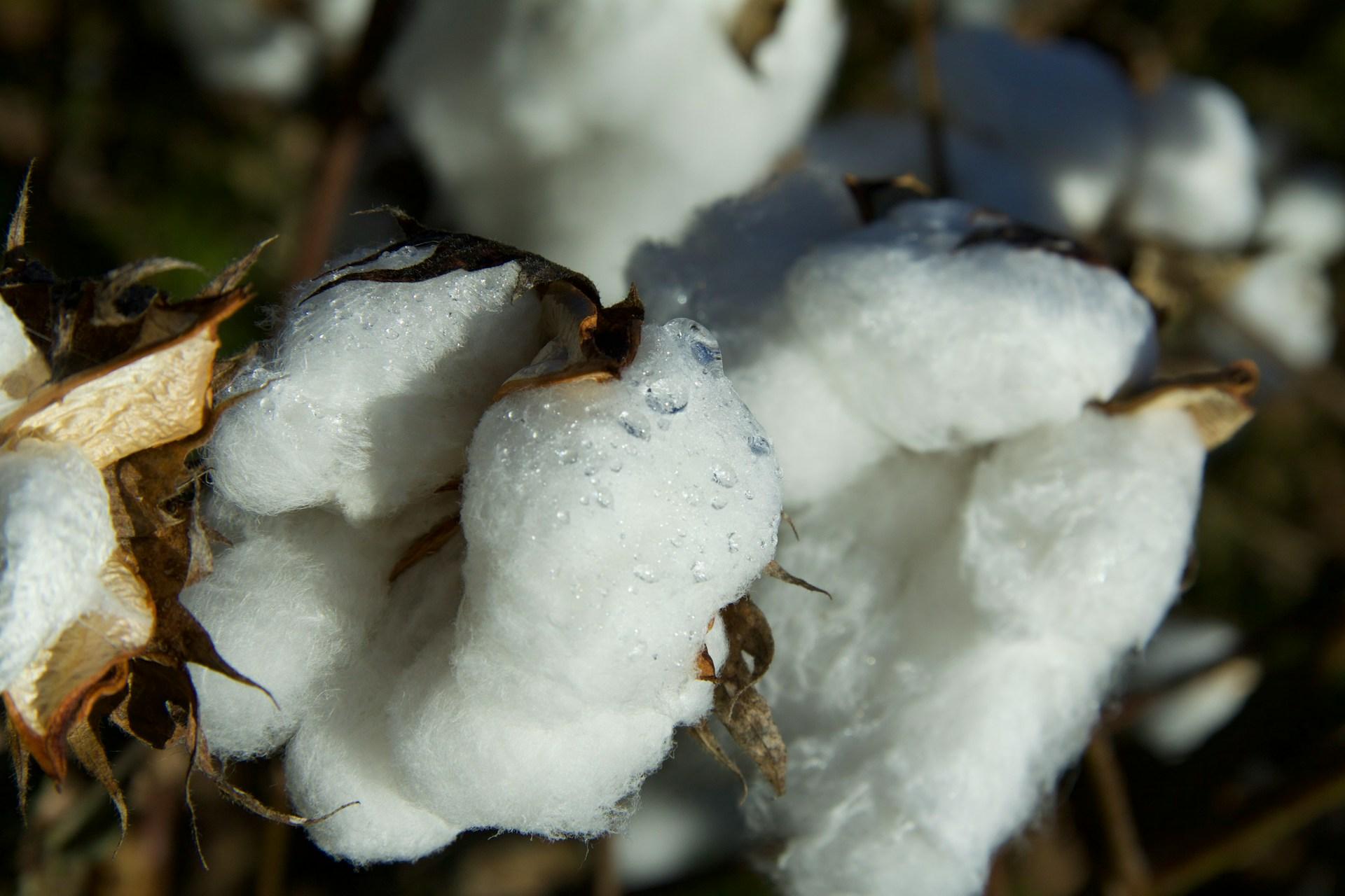 Raw Cotton